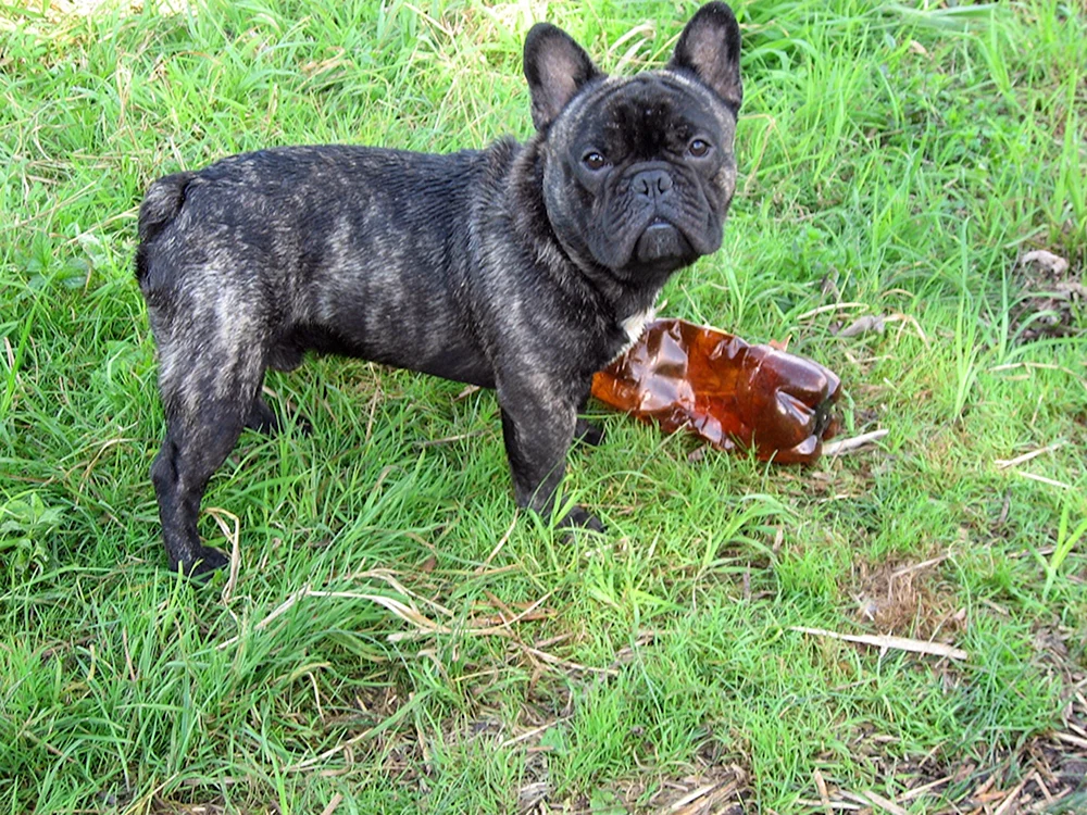 Französische Bulldogge tigerfarbig Farbe