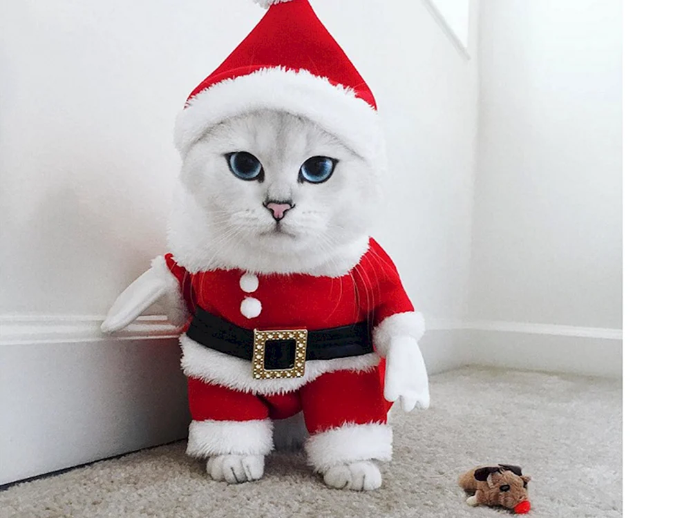 Coby Katze Schlaufohrkatze Coby