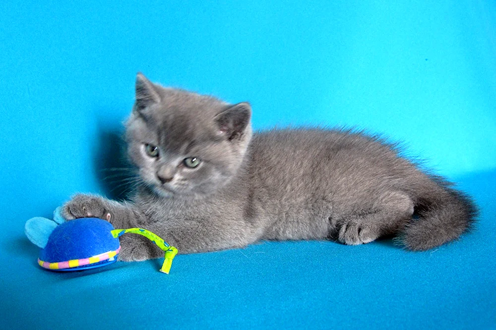Blaue britische Katze