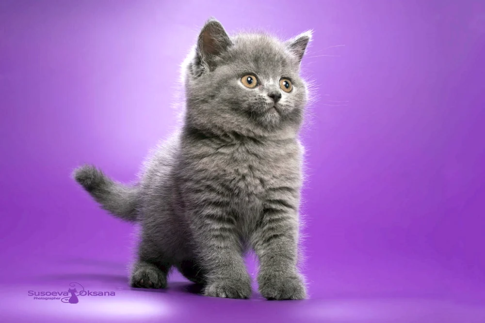 Britische Katze blau getigert