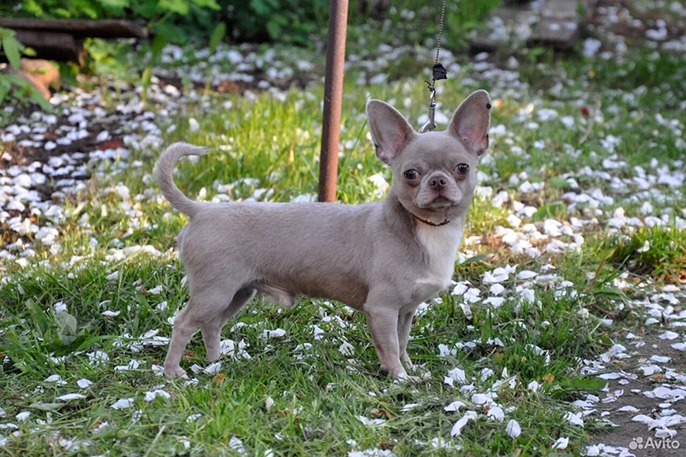 Blauer Chihuahua
