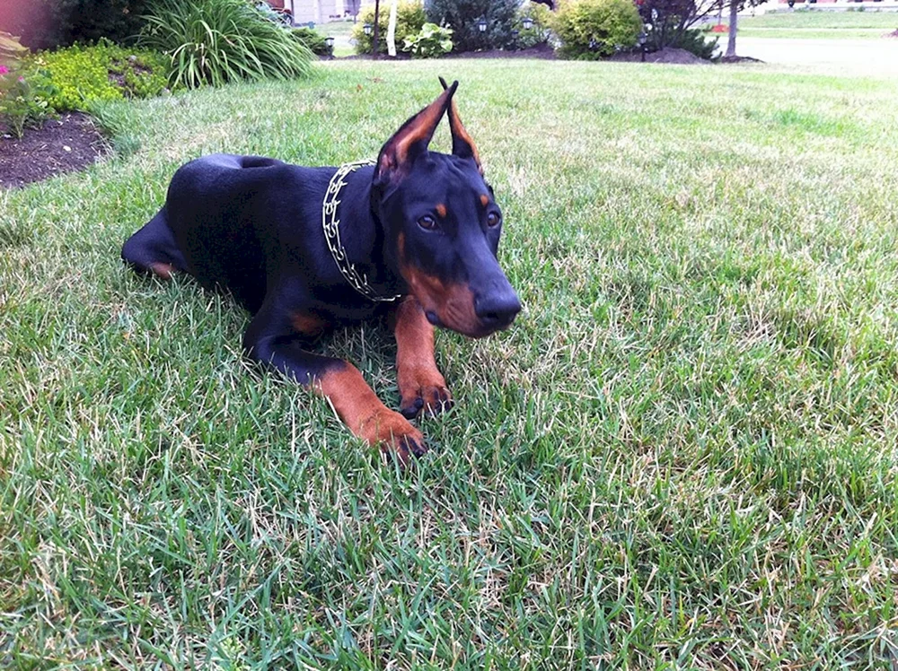 Dobermann pinscher blau
