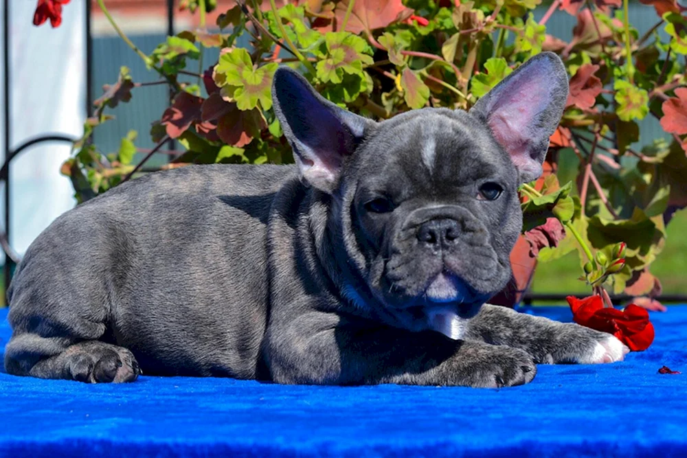 Französische Bulldogge grau