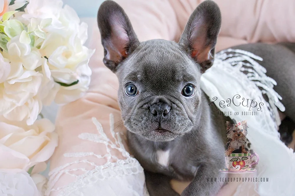 Blue Palais French Bulldog