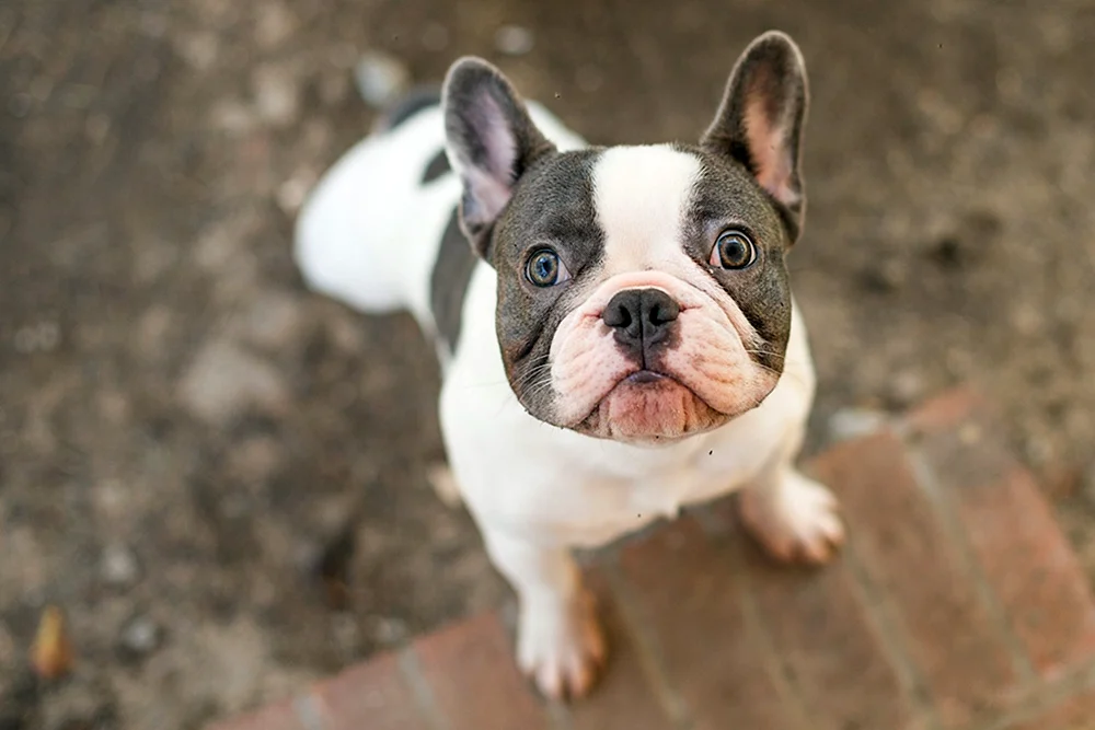 Blaue Französische Bulldogge