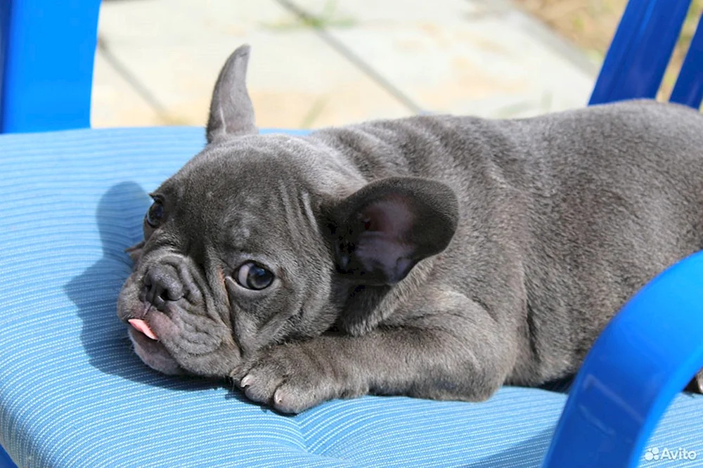 Blaue Französische Bulldogge