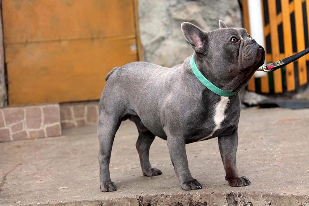 Blue Fawn Französische Bulldogge