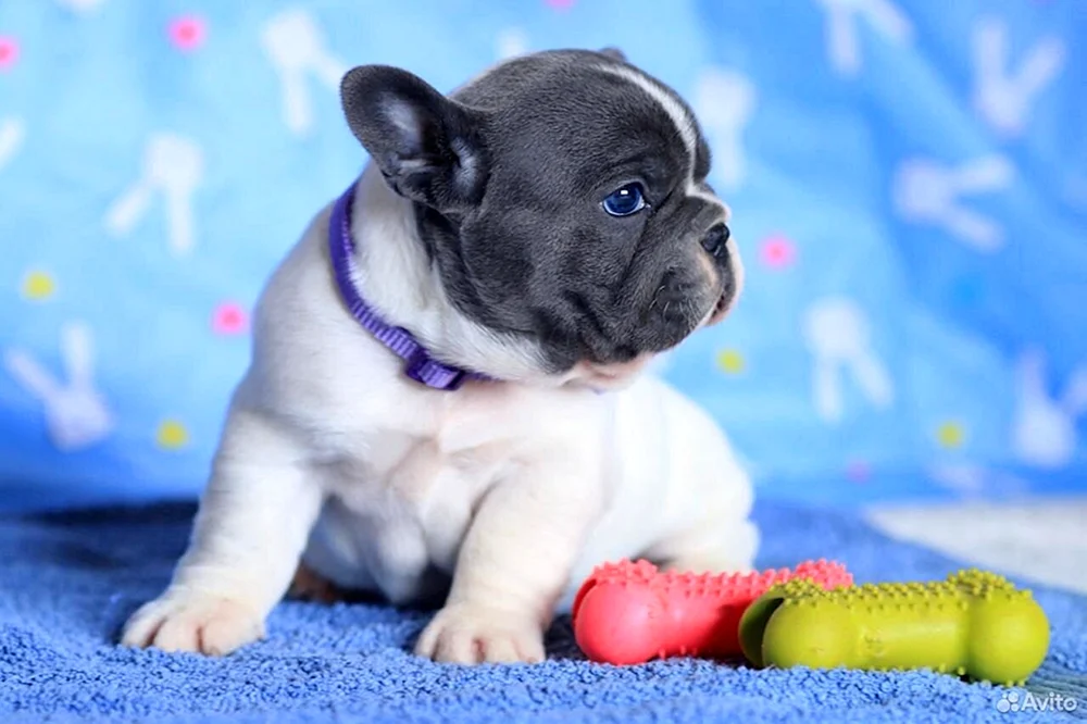 Blue Pied French Bulldog