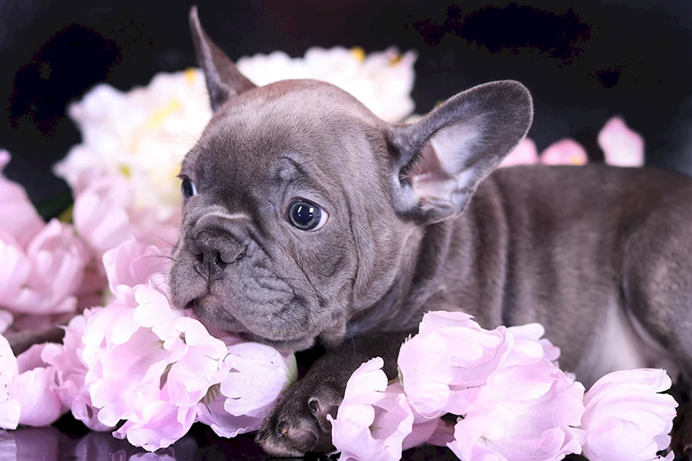 Hund Französische Bulldogge