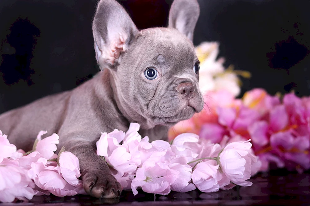 Belgische Bulldogge