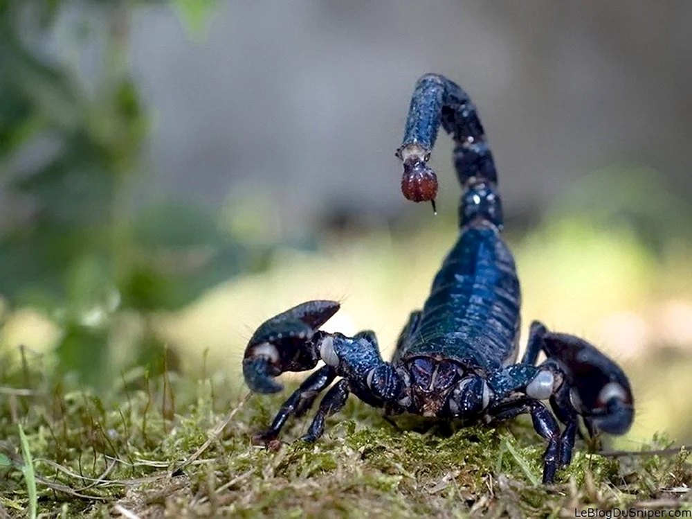 Der Blaue Kaiserskorpion