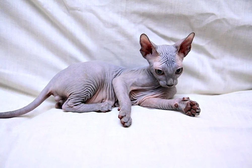 Blaue Kanadische sphynx