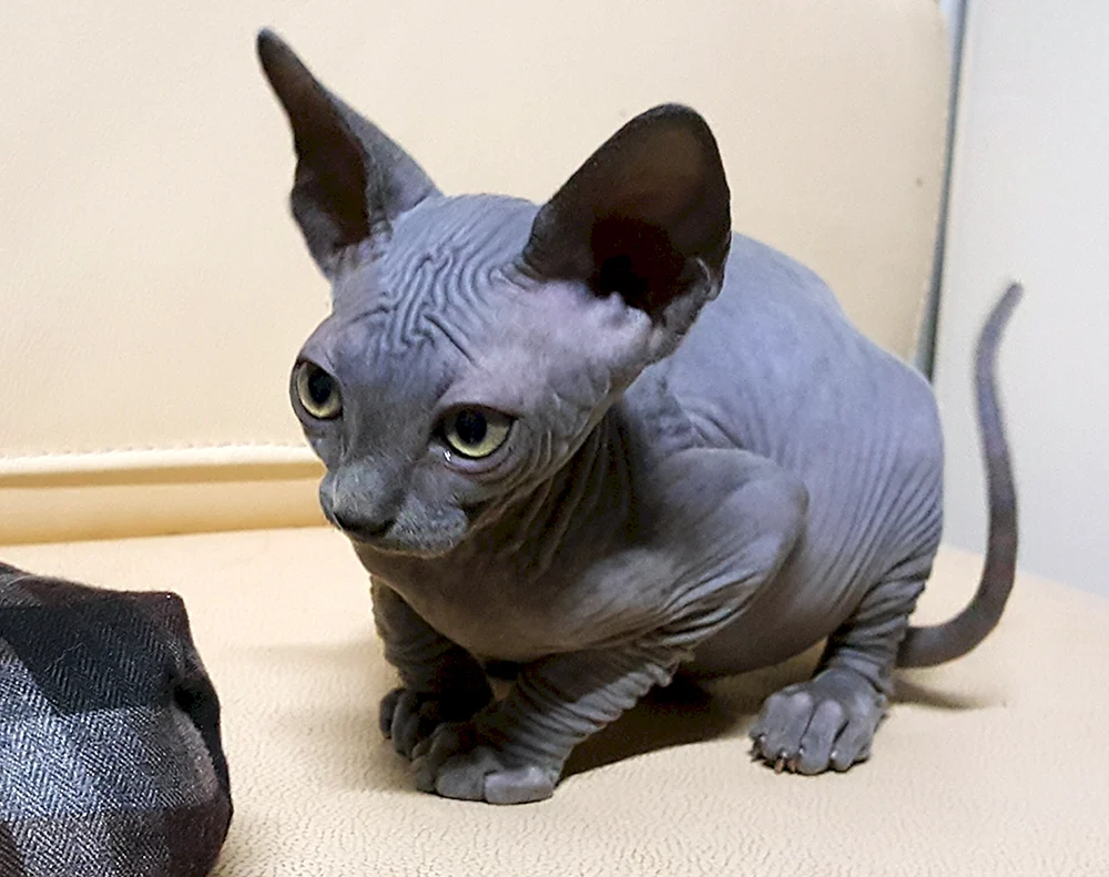 Kanadische sphynx weiß