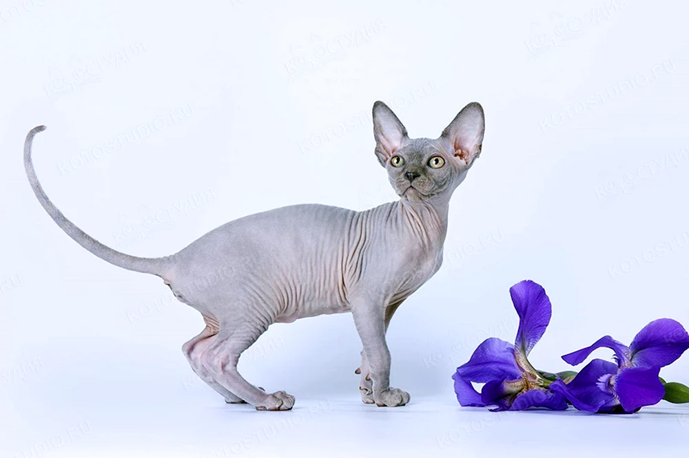 Kanadische blaue sphynx