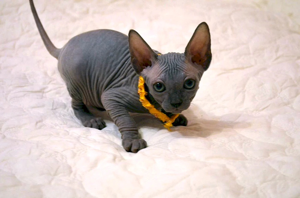 Don sphynx schildpatt