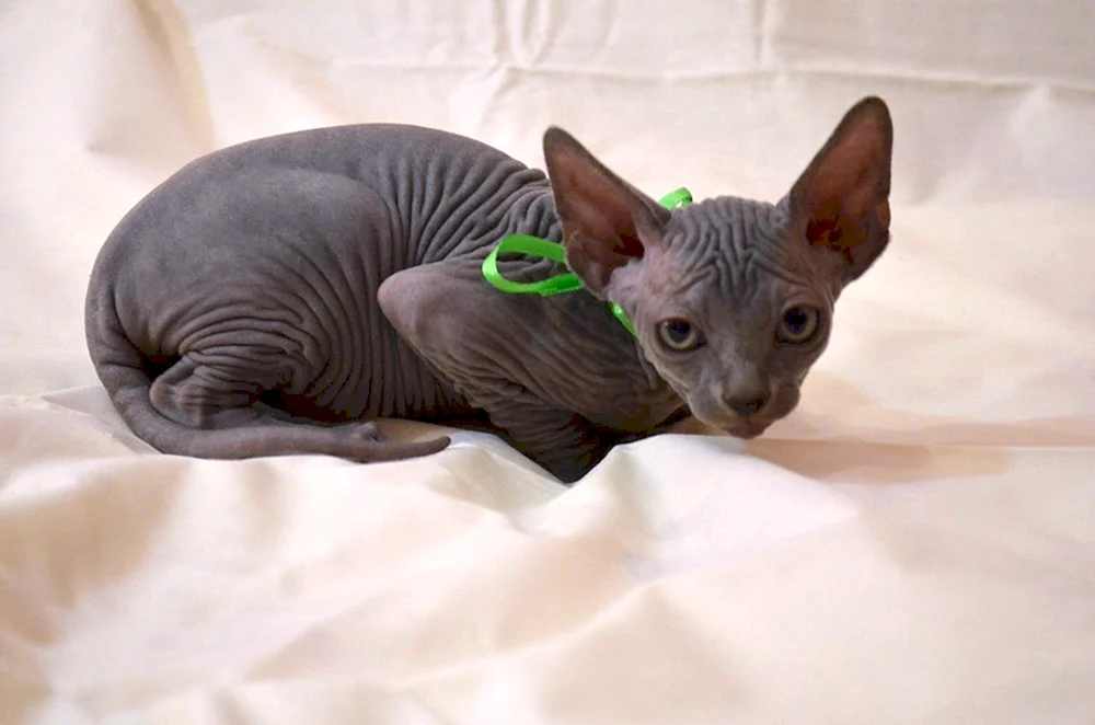 Kanadische Sphynx. schwarz