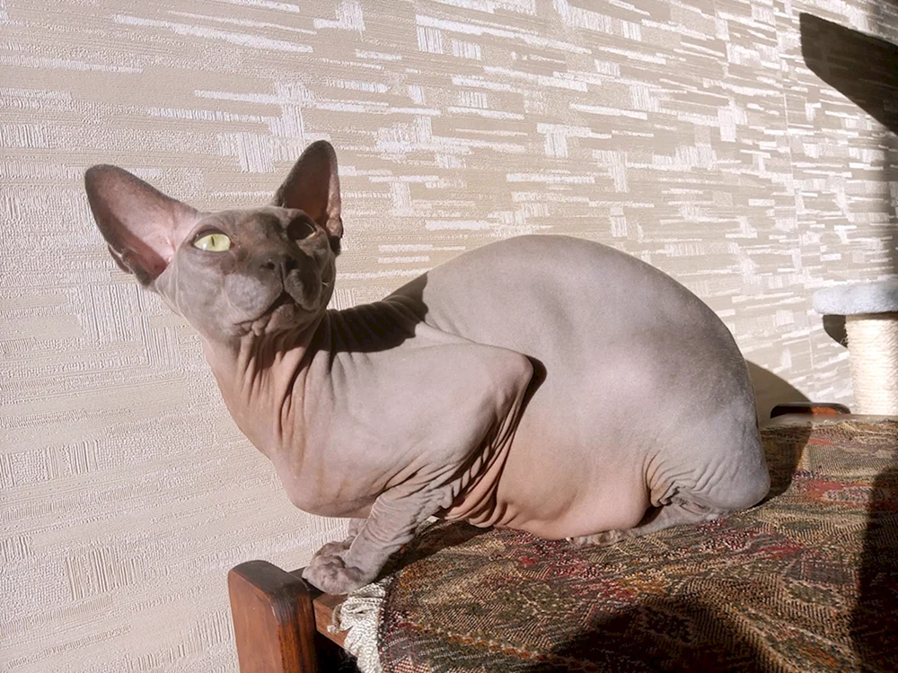 Blaue Kanadische sphynx