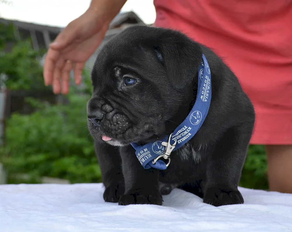 Cane Corso-. Corso Hunderassen