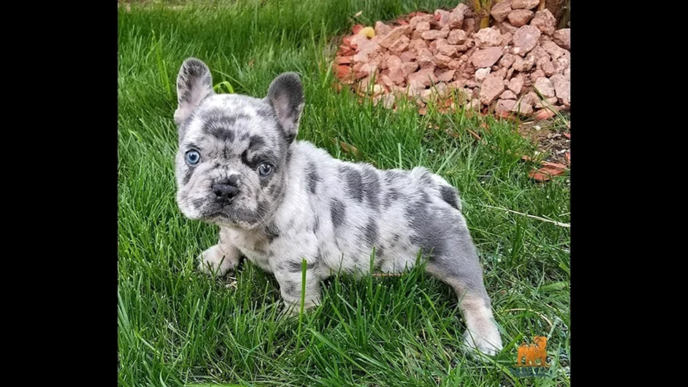 Blue Merle Bulldogge