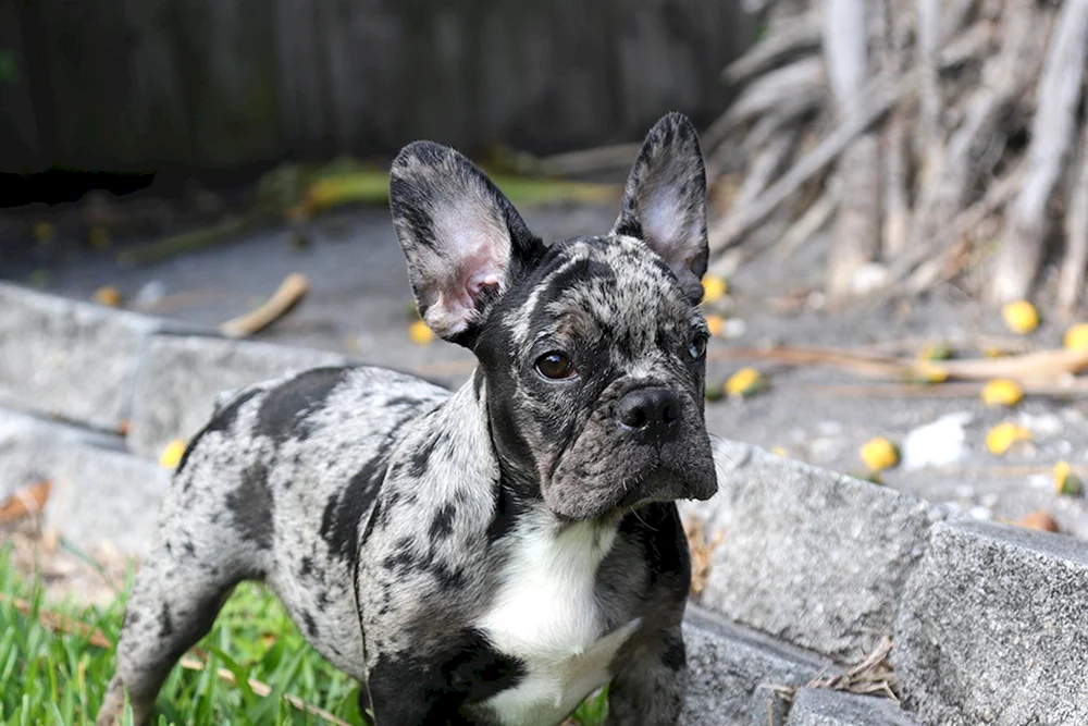 Blue Merle Bulldogge
