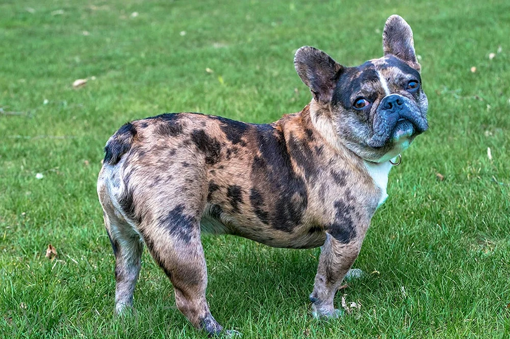 Französische Bulldogge Tigerfarbe