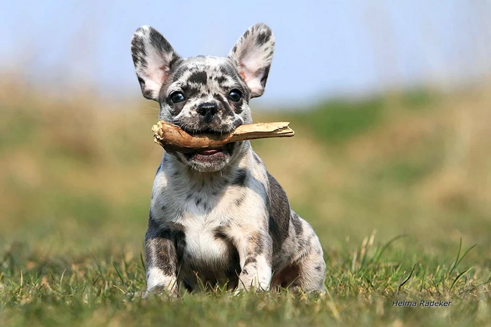 Blue Merle Bulldogge