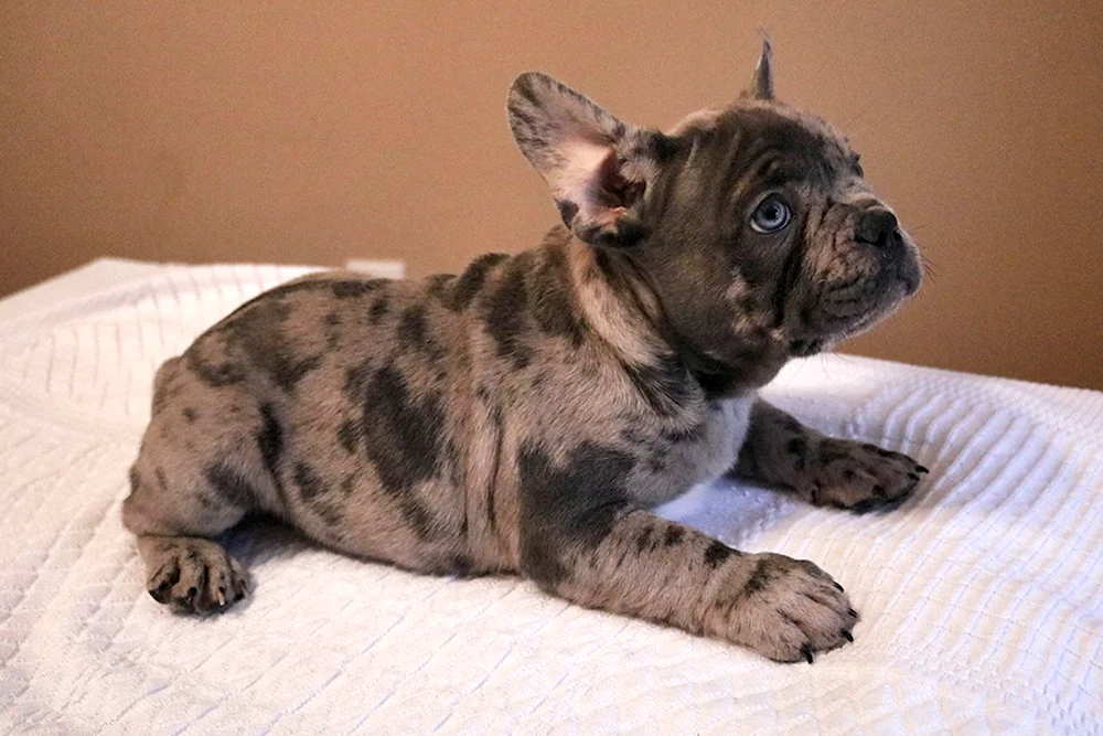 Blue Merle Bulldogge