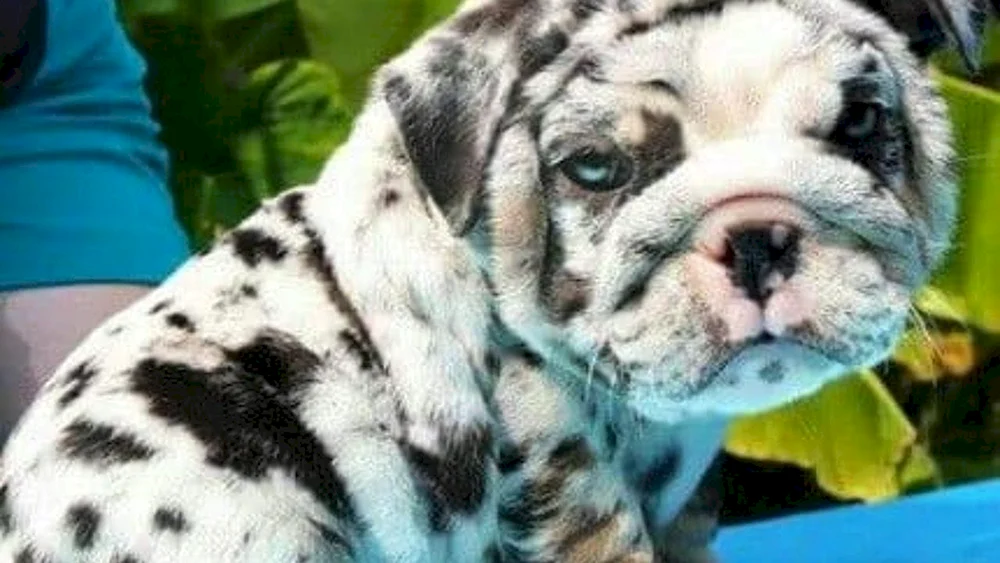 Französische Bulldogge Merle