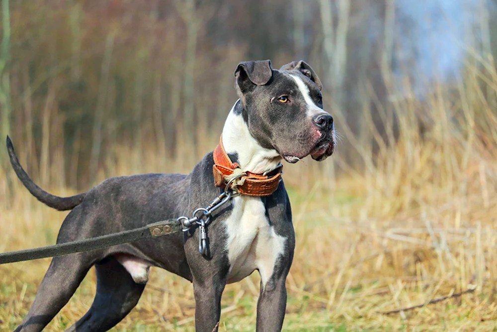 Staffordshire Terrier mit Rottweiler