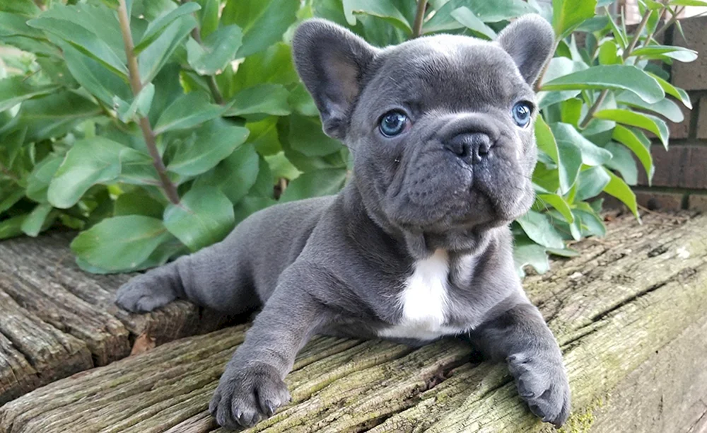 Blaue Solide Französische Bulldogge