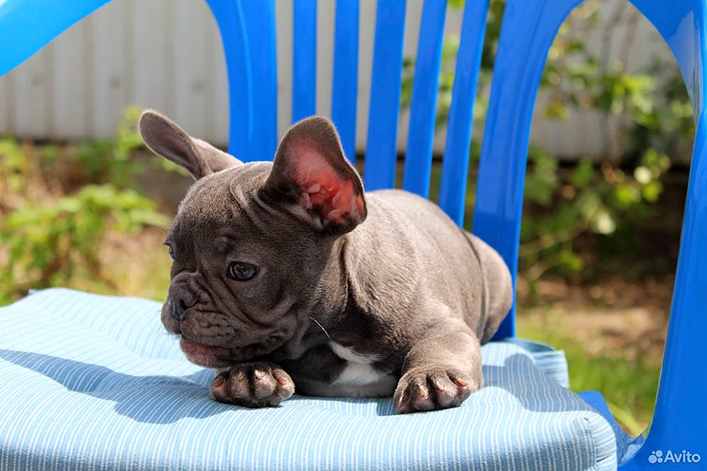 Bulldog. Ida Galich