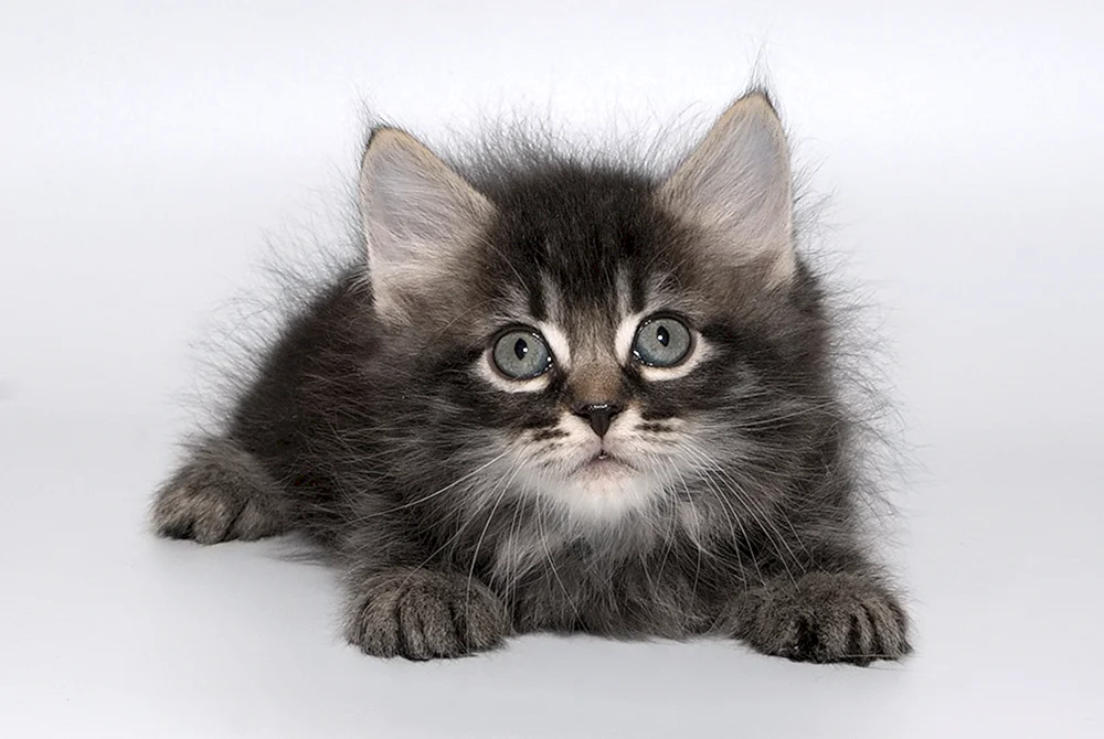Sibirische Katze