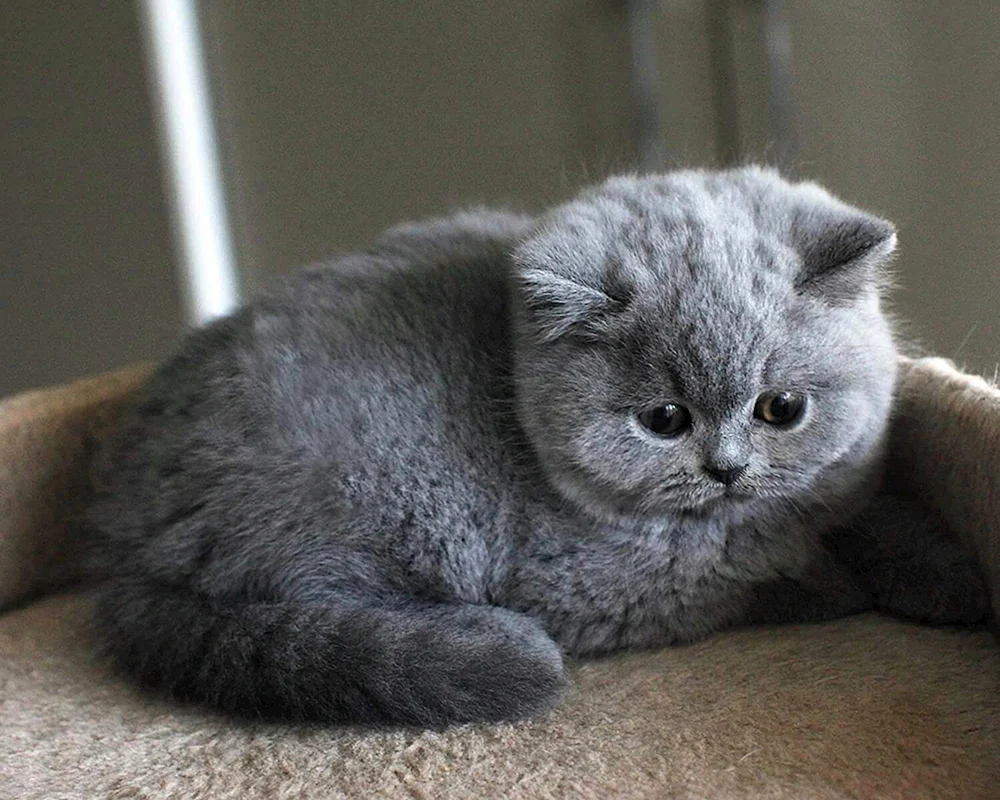Schottisches Schopfohr Katze