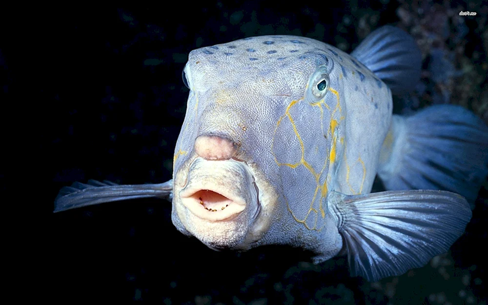 Cichlasoma dolphin blue