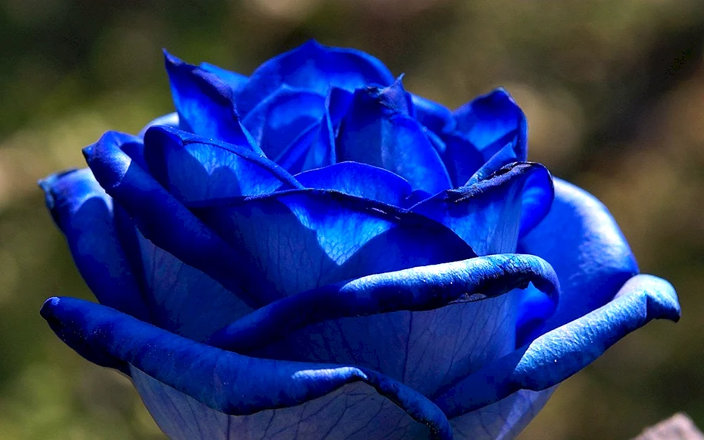 Santori blaue Rosen