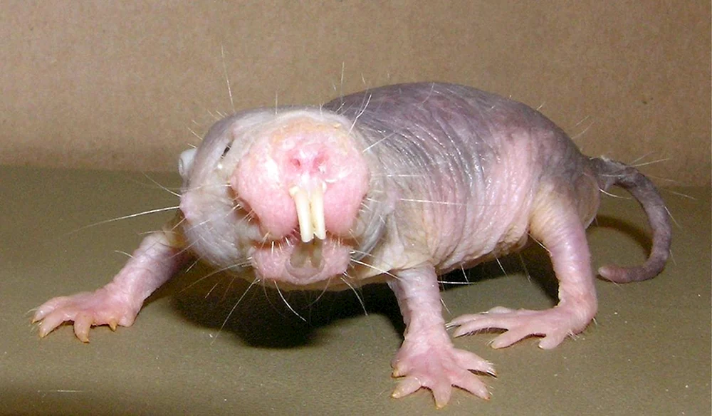 Kahles Erdhörnchen Heterocephalus glaber