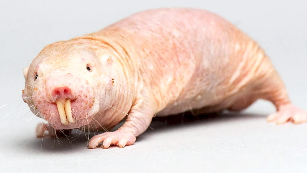 Kahles Erdhörnchen Heterocephalus glaber