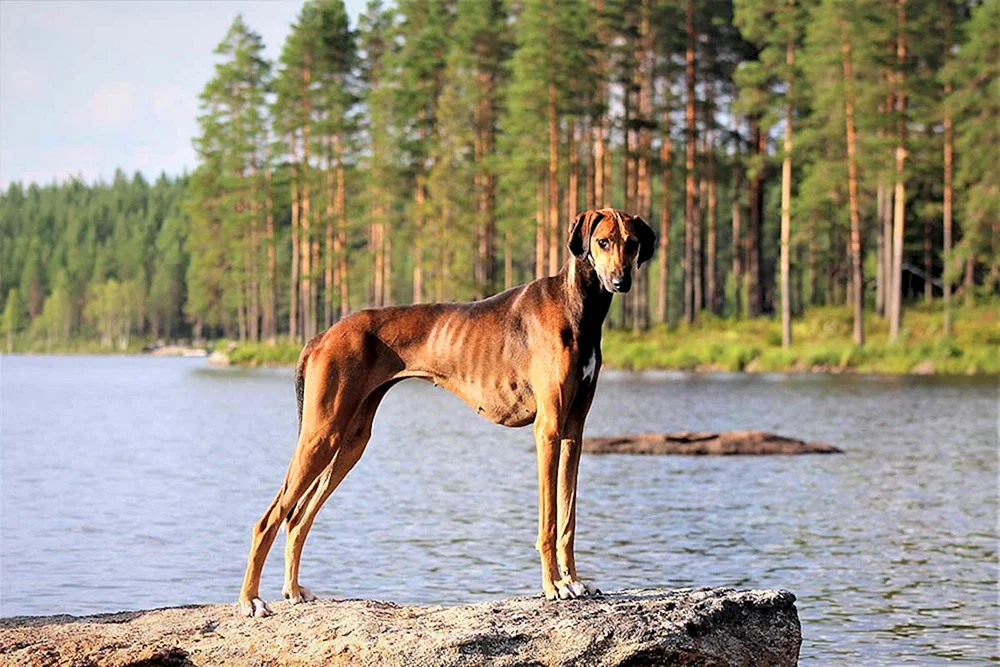 Schottischer Hirschhund