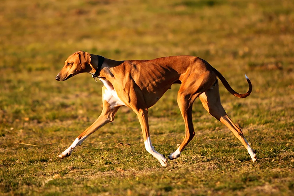 Wolfhound