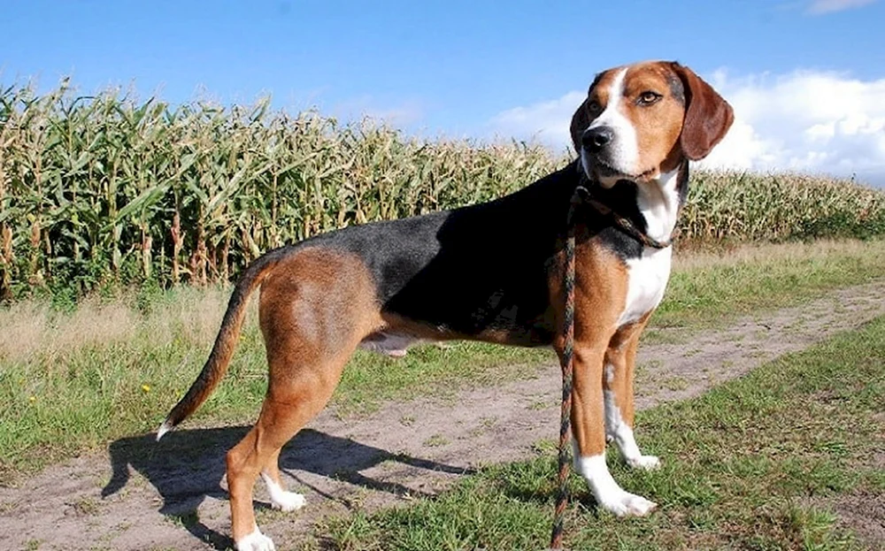 Cocker Spaniel