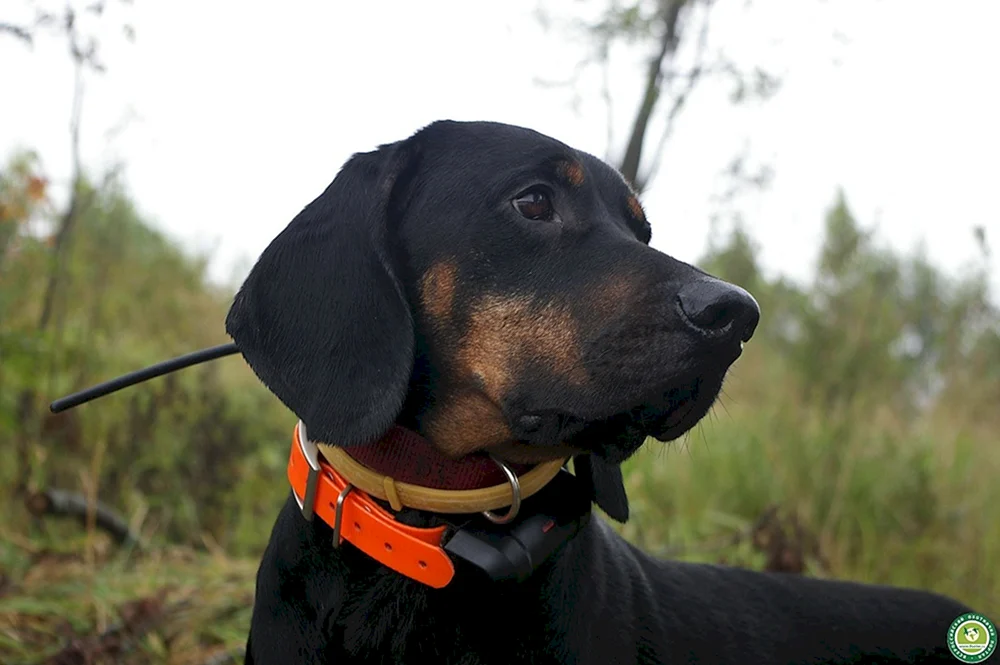 Hund glatthaarig