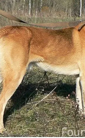 Jagdhund