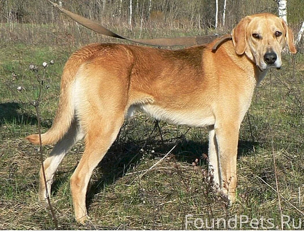 Jagdhund