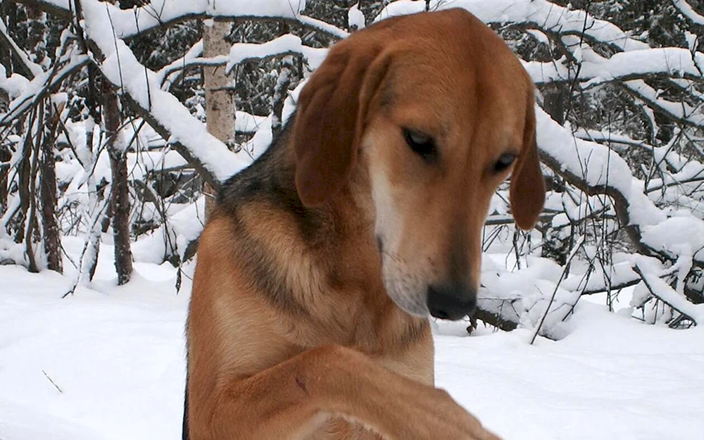 Russischer Jagdhund
