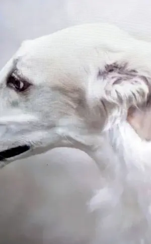 Hound Greyhound