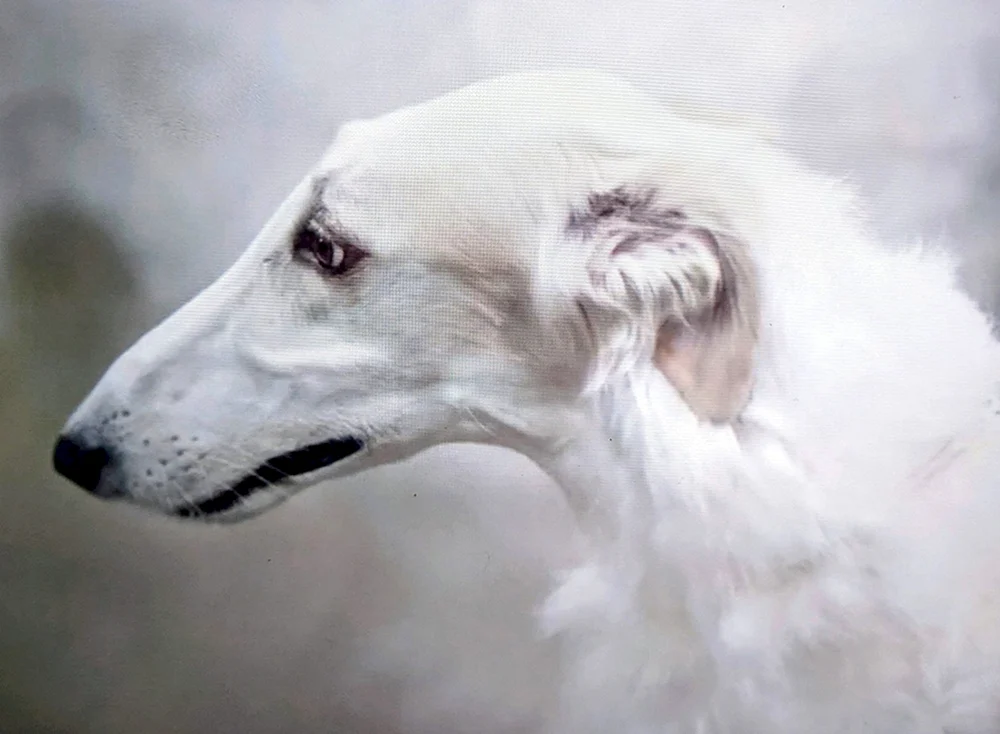 Hund Windhund