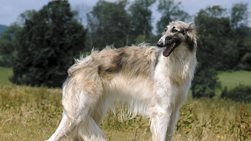 Saluki Hund