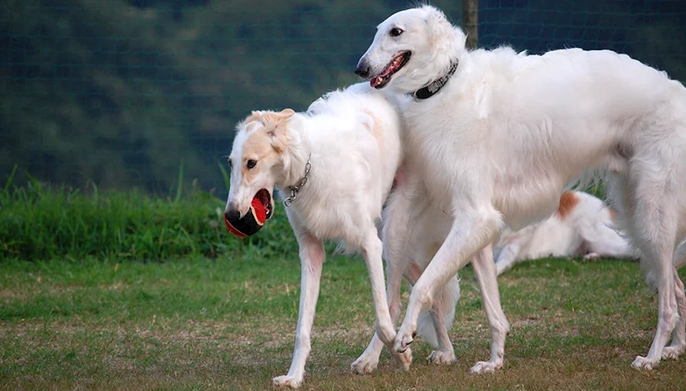 Wolfhound Greyhound