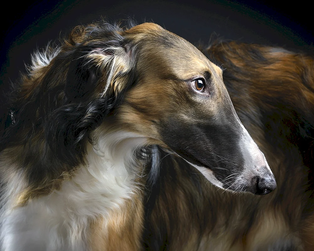 Hund Windhund Hund