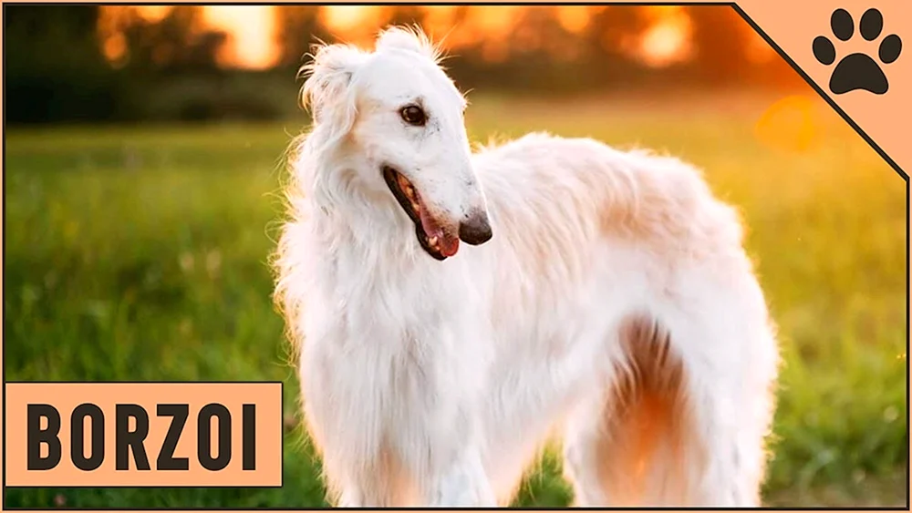 Hound Greyhound Hund